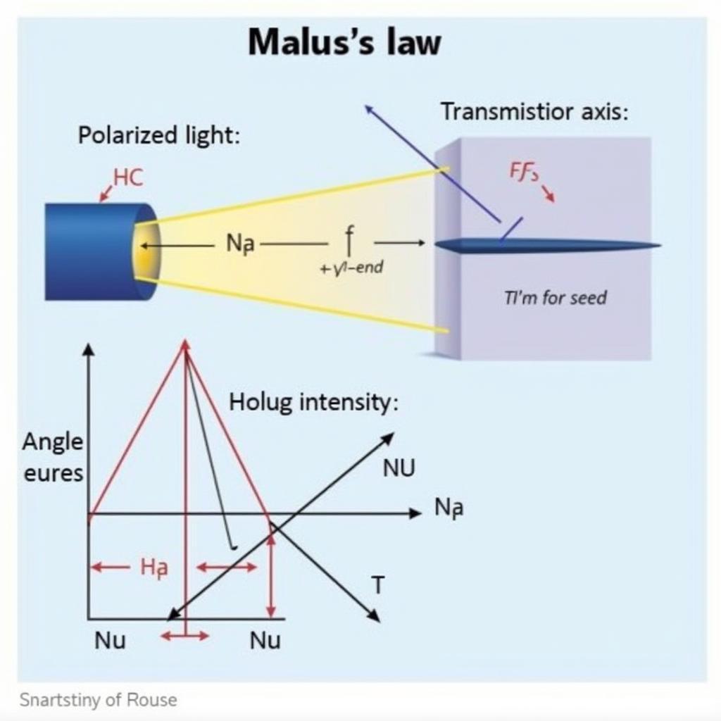 Minh họa định luật Malus